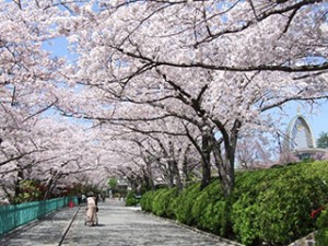 茨木弁天桜